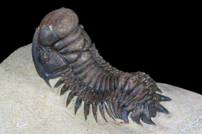 Stunning Crotalocephalina Trilobite With Exposed Hypostome #177340